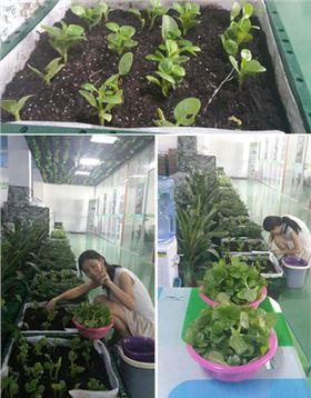 正能量節(jié)能科技的同事在公司快樂摘菜中 正能量節(jié)能科技的同事在公司快樂摘菜中